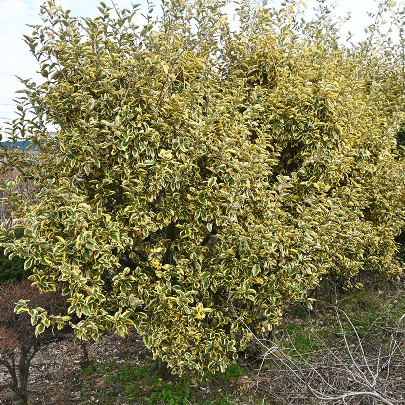 Elaeagnus ebbingei Gilt Edge - Chalef (Port)