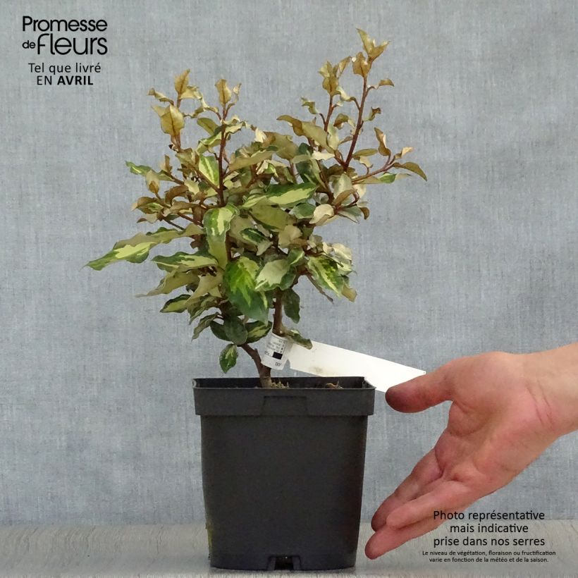 Example of Elaeagnus ebbingei Maryline (abrela) - Chalef panaché Pot de 2L/3L as you get in printemps