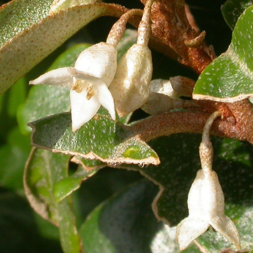 Elaeagnus pungens Hosuba Fukurin - Chalef panaché (Floraison)