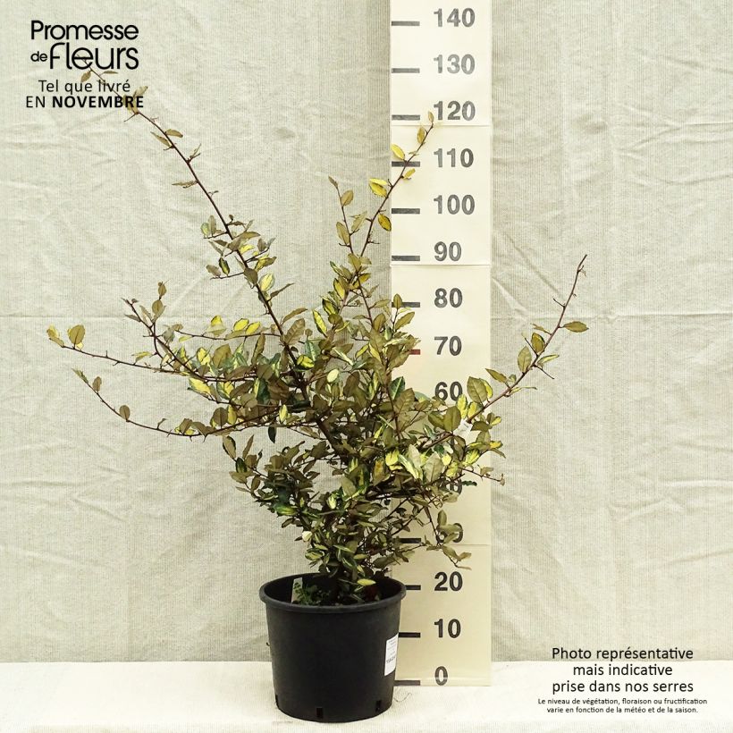 Spécimen de Elaeagnus pungens Maculata - Chalef panaché Pot de 7,5L/10L tel que livré en automne