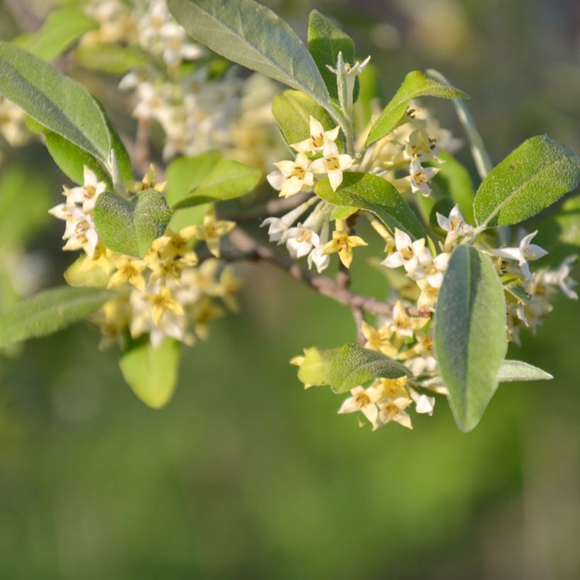 Elaeagnus umbellata Amoroso - Chalef en ombelles (Floraison)