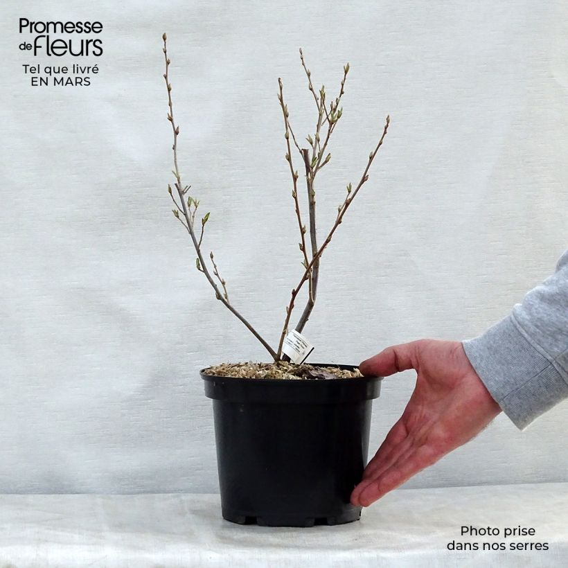 Spécimen de Elaeagnus umbellata - Chalef d'automne Pot de 7,5L/10L tel que livré au printemps