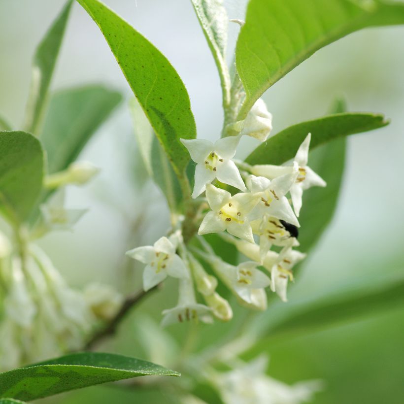 Elaeagnus umbellata - Chalef d'automne (Floraison)