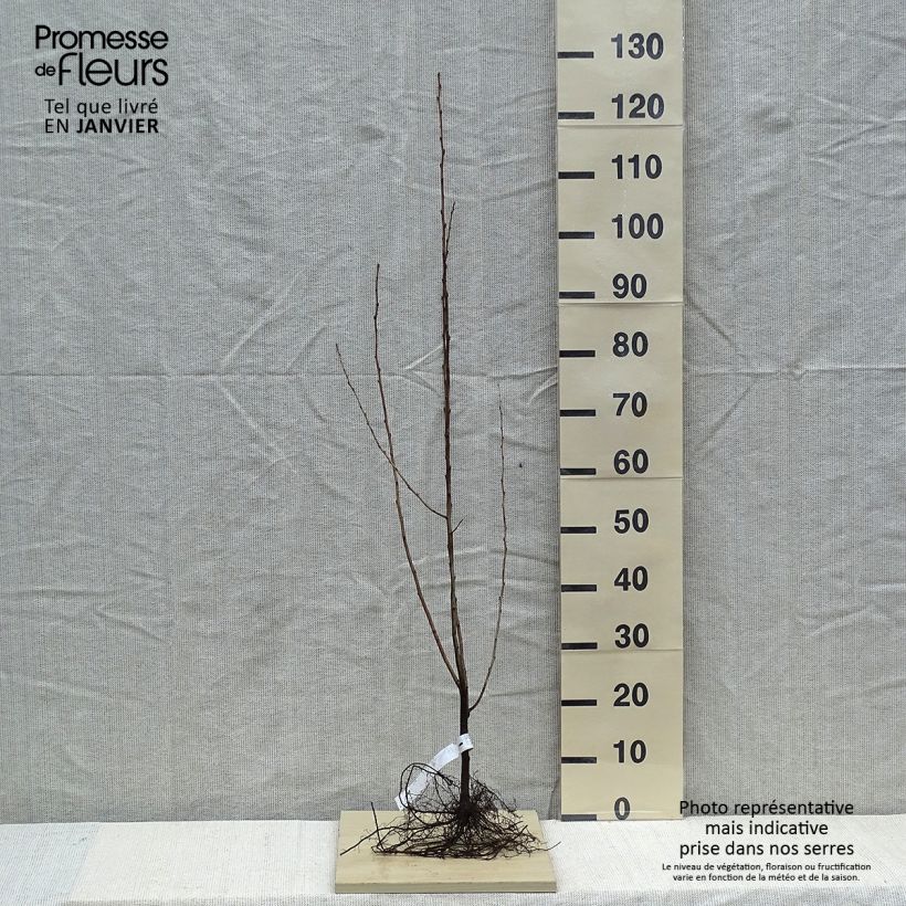 Spécimen de Elaeagnus umbellata - Chalef d'automne Racines nues tel que livré en hiver