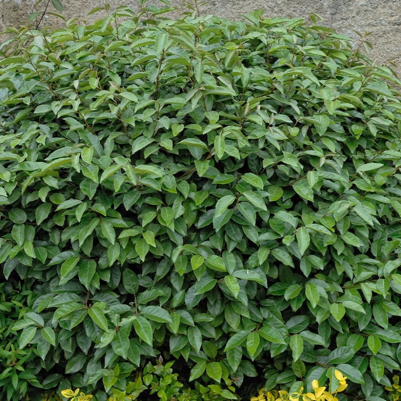 Elaeagnus umbellata Fortunella - Goumi du Japon (Plant habit)