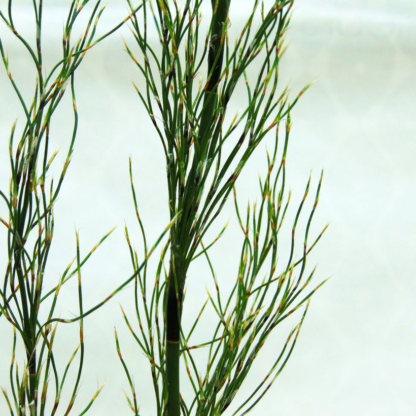 Elegia capensis - Prêle restio (Feuillage)