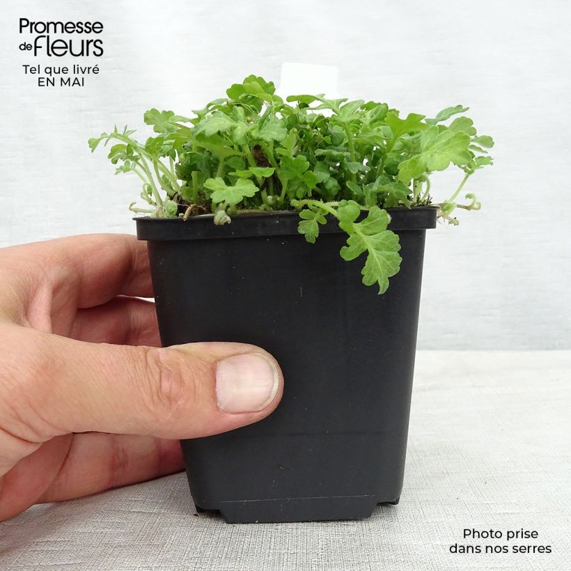 Spécimen de Ellisiophyllum pinnatum Godet de 8/9 cm tel que livré au printemps