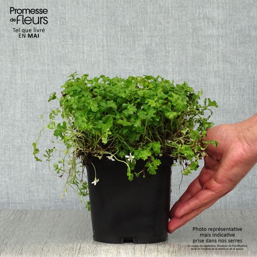 Spécimen de Ellisiophyllum pinnatum Pot de 2L/3L tel que livré au printemps
