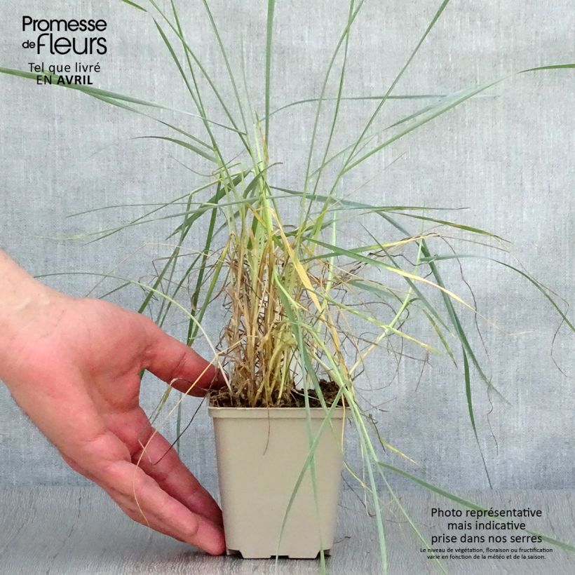Example of Elymus magellanicus - Agropyron Godet de 8/9 cm as you get in printemps
