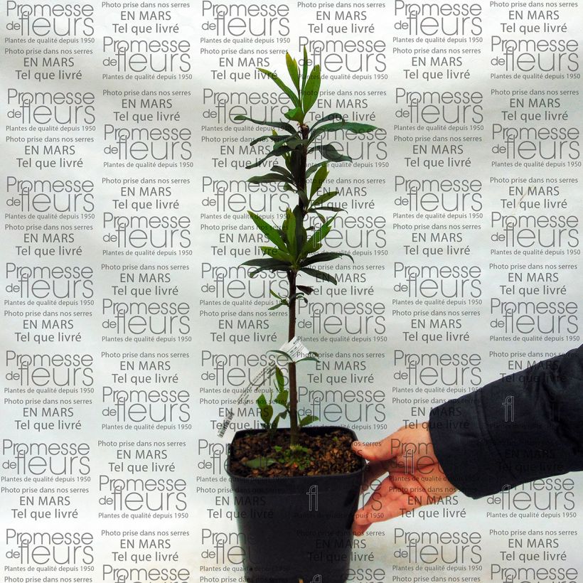 Exemple de spécimen de Embothrium coccineum Lanceolatum - Arbre de feu Pot de 2L/3L tel que livré