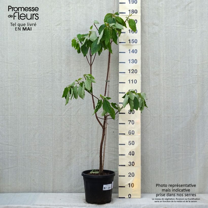 Spécimen de Emmenopterys henryi Pot de 12L/15L tel que livré au printemps