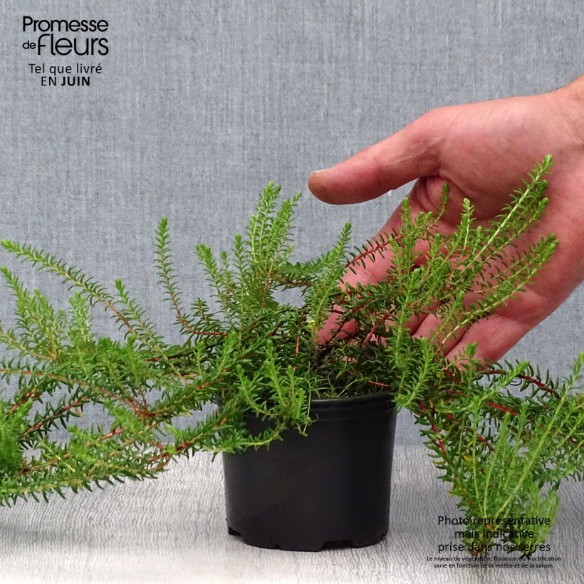 Spécimen de Empetrum nigrum - Camarine noire Pot de 10 cm/11cm tel que livré en été