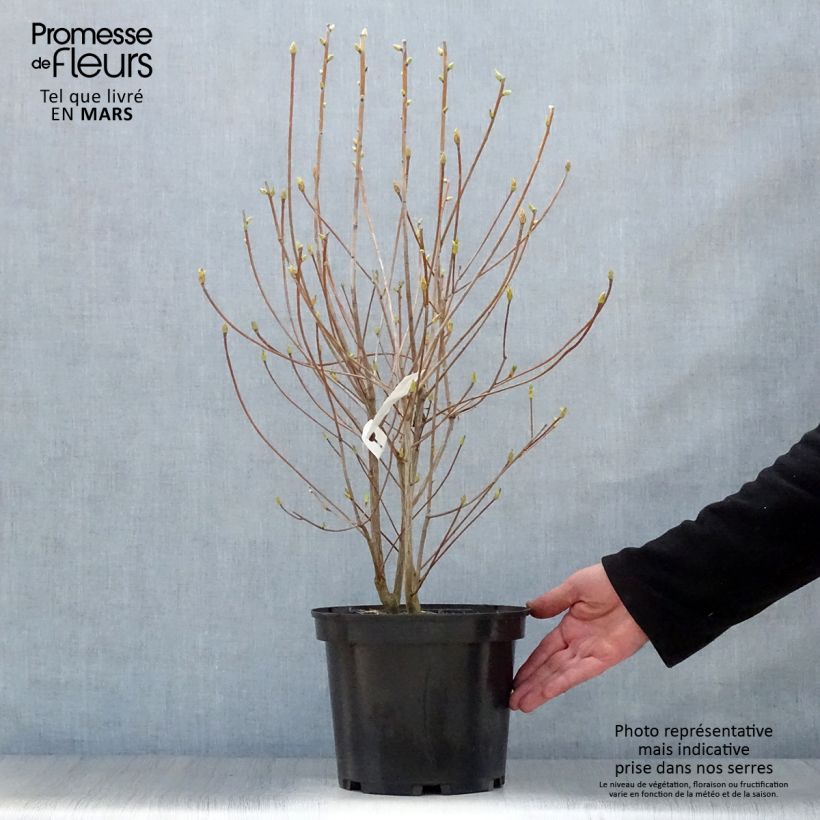 Example of Enkianthus campanulatus Red Bells - Andromède campanulée Pot de 2L/3L as you get in printemps