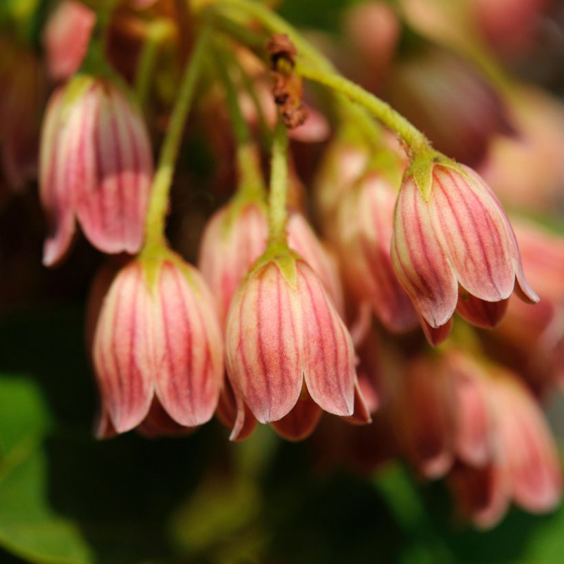 Enkianthus campanulatus var. palibinii (Floraison)