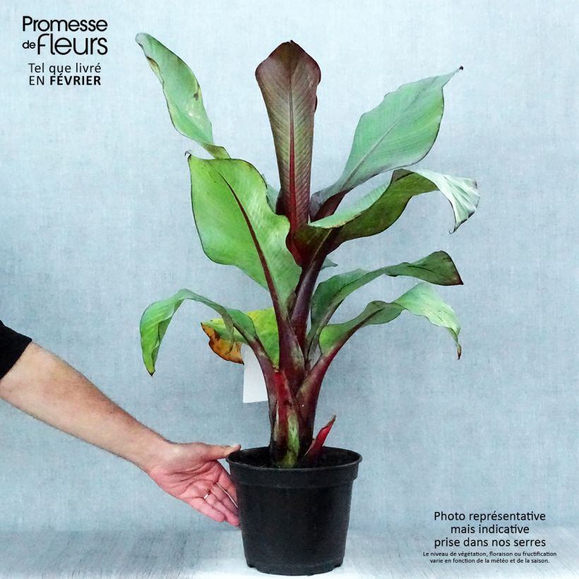 Spécimen de Ensete ventricosum Maurelii - Bananier rouge d'Abyssinie Pot de 4L/5L tel que livré en automne