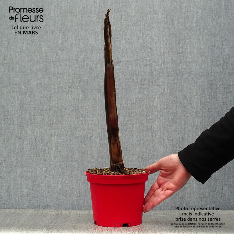 Example of Ensete ventricosum Maurelii - Bananier rouge d'Abyssinie Pot de 2L/3L as you get in printemps