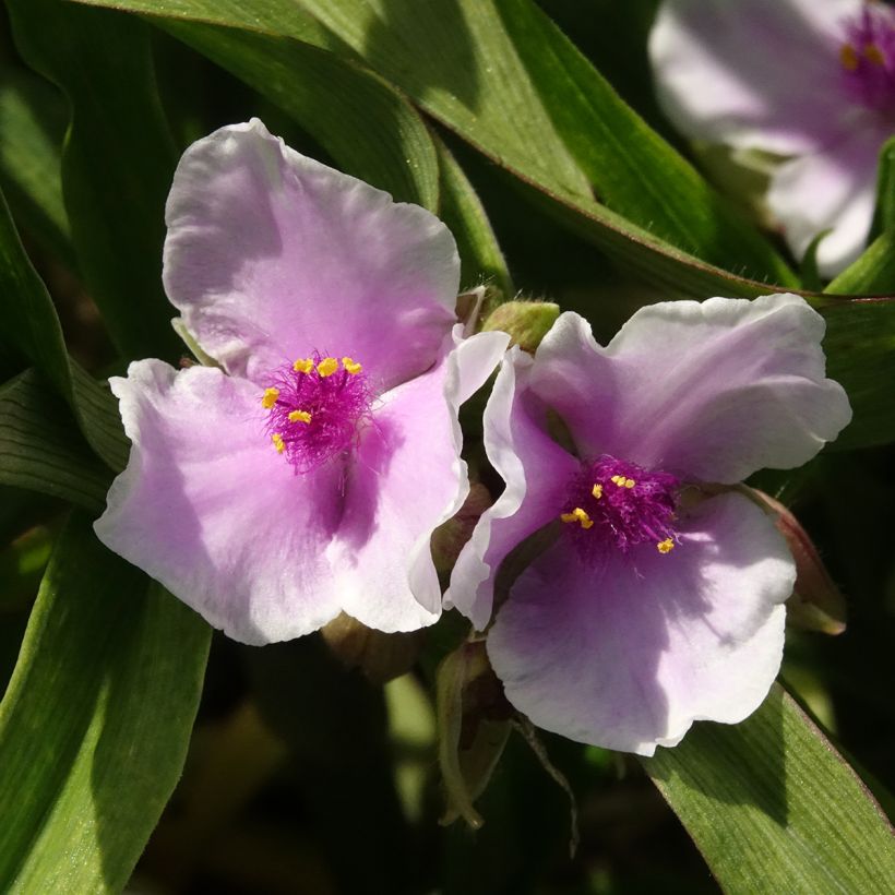 Ephémère de Virginie - Tradescantia andersoniana Pink Chablis (Floraison)