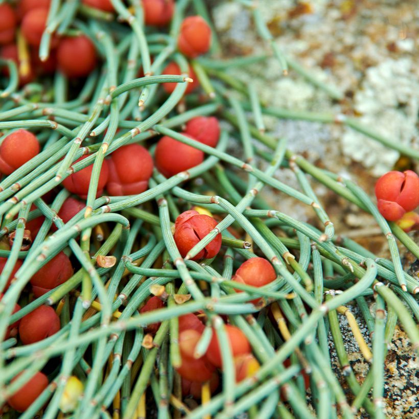 Ephedra minima ou monosperma (Feuillage)