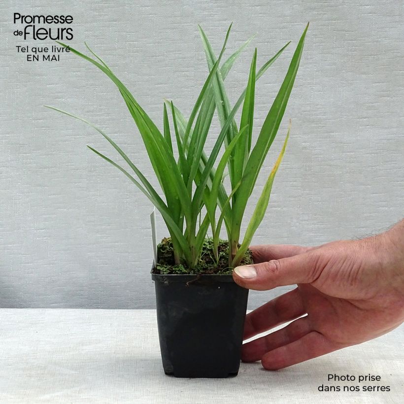 Spécimen de Ephémère de Virginie - Tradescantia andersoniana JC Weguelin Godet de 8/9 cm tel que livré au printemps