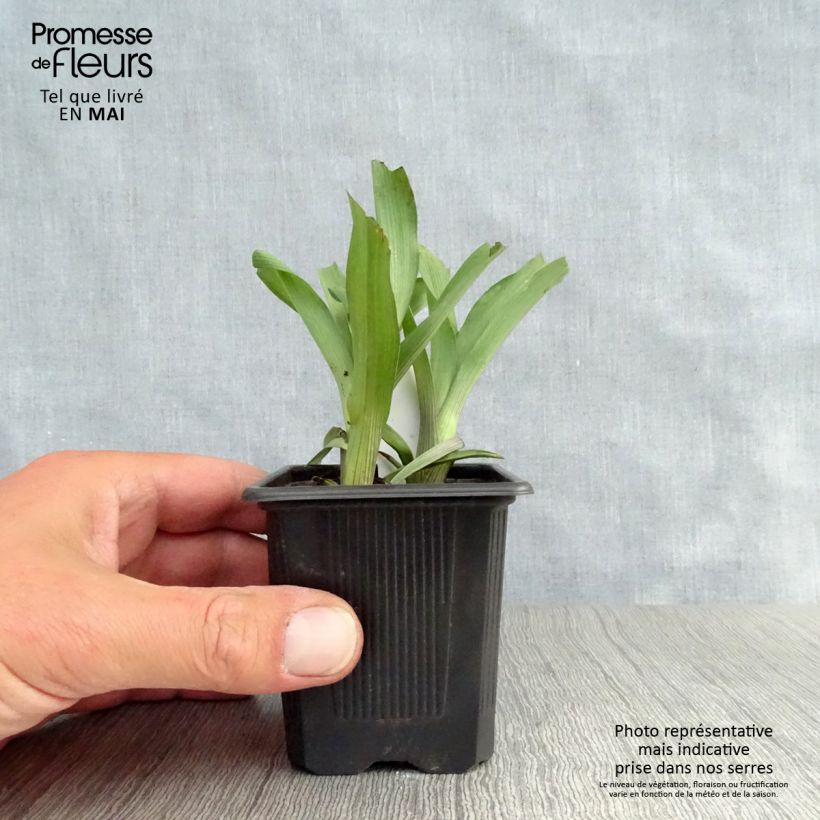 Spécimen de Ephémère de Virginie, Tradescantia andersoniana Karminglut Godet de 8/9 cm tel que livré au printemps