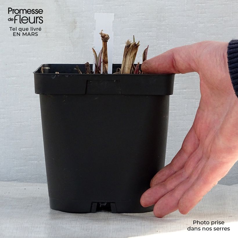 Spécimen de Ephémère de Virginie - Tradescantia andersoniana Osprey Pot de 2L/3L tel que livré au printemps