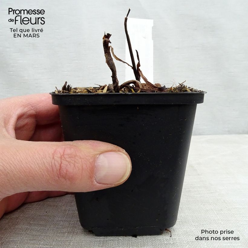 Spécimen de Ephémère de Virginie - Tradescantia virginiana Zwanenburg Blue Godet de 8/9 cm tel que livré au printemps