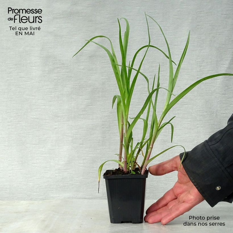 Example of Ephémère de Virginie - Tradescantia x andersoniana Innocence  Godet de 8/9 cm as you get in printemps