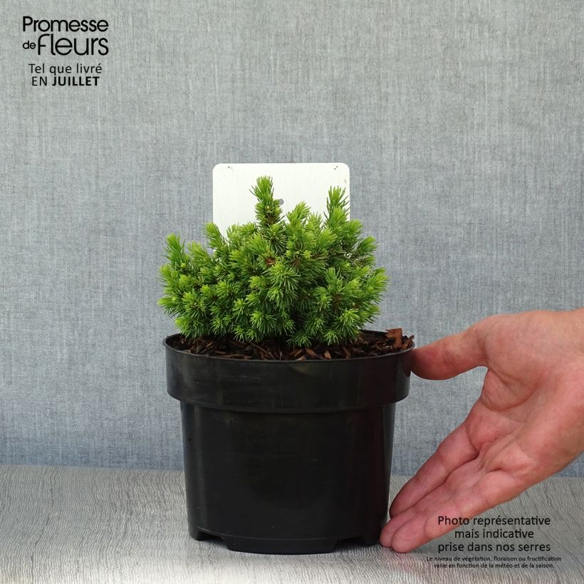 Spécimen de Épicéa - Picea abies Jalako Gold Pot de 2L/3L tel que livré en été