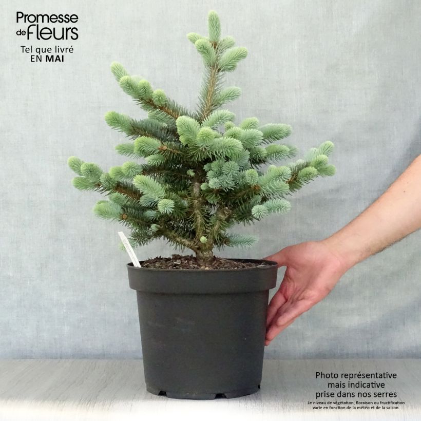 Spécimen de Epicea bleu - Picea pungens Glauca Globosa  Pot de 4L/5L tel que livré au printemps