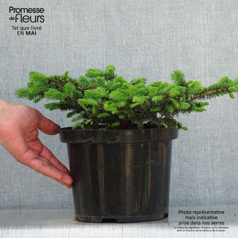 Spécimen de Epicea bleu - Picea pungens Sonia                              Pot de 4L/5L tel que livré au printemps