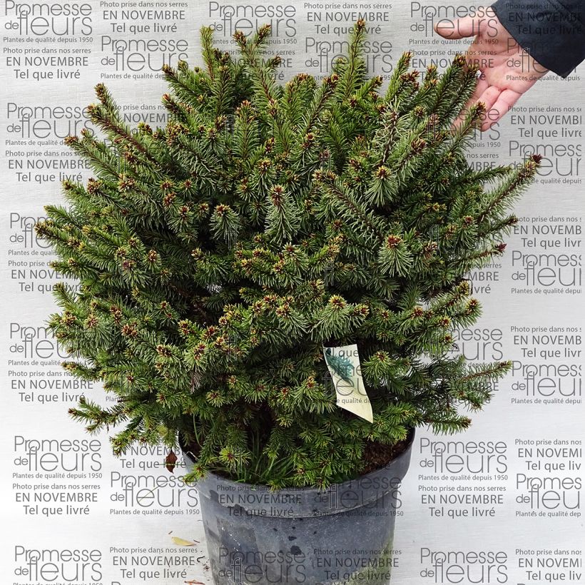 Exemple de spécimen de Epicea commun - Picea abies Hana Subutus          Pot de 7,5L/10L tel que livré