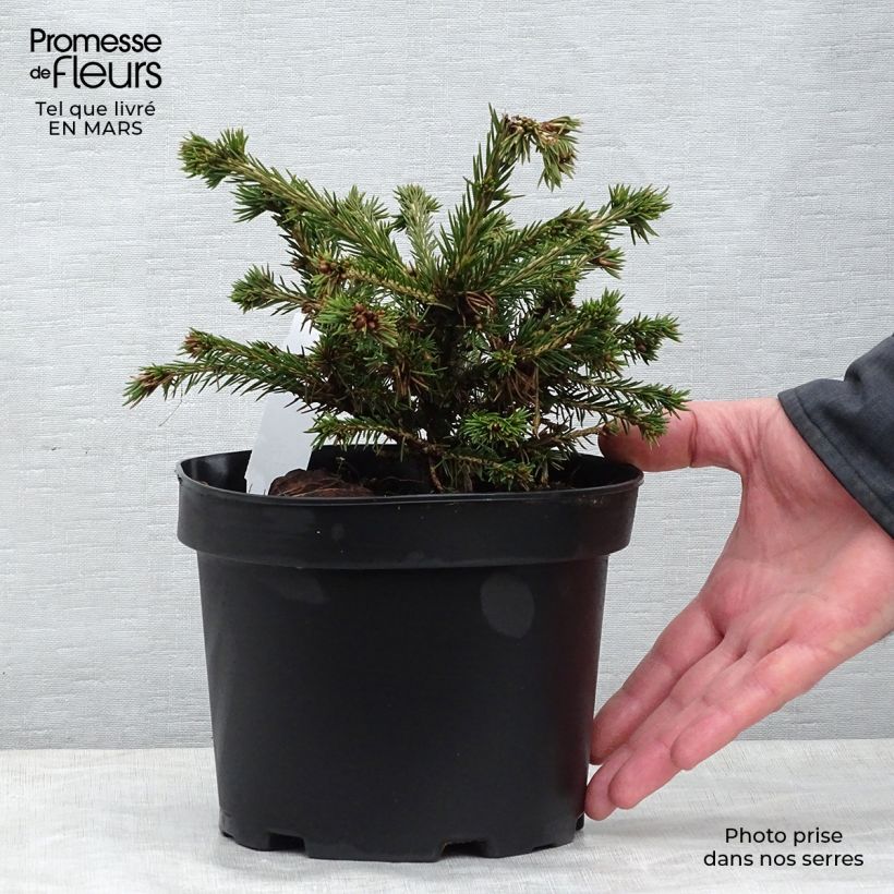 Spécimen de Epicea commun - Picea abies Maxwellii Pot de 2L/3L tel que livré au printemps