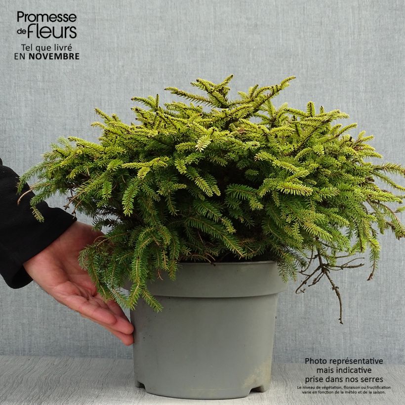 Spécimen de Épicéa commun - Picea abies Nidiformis Pot de 2L/3L tel que livré en automne