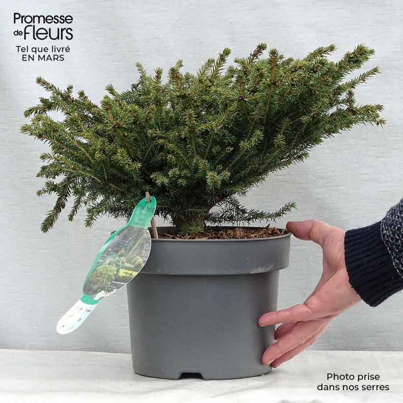 Example of Épicéa commun - Picea abies Nidiformis Pot de 2L/3L as you get in printemps