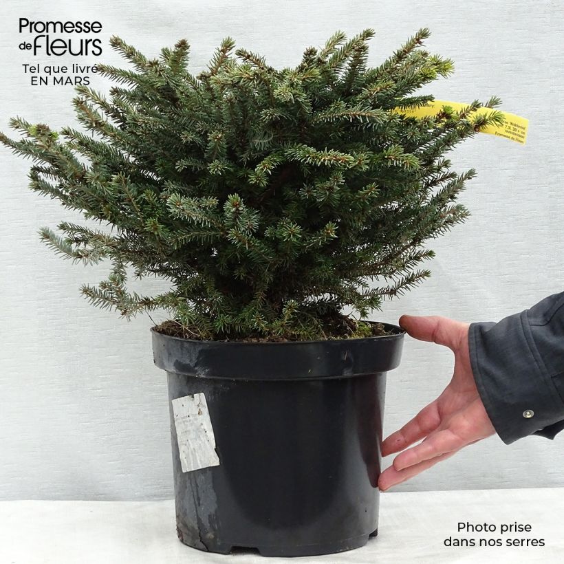 Example of Épicéa commun - Picea abies Nidiformis Pot de 7,5L/10L as you get in printemps