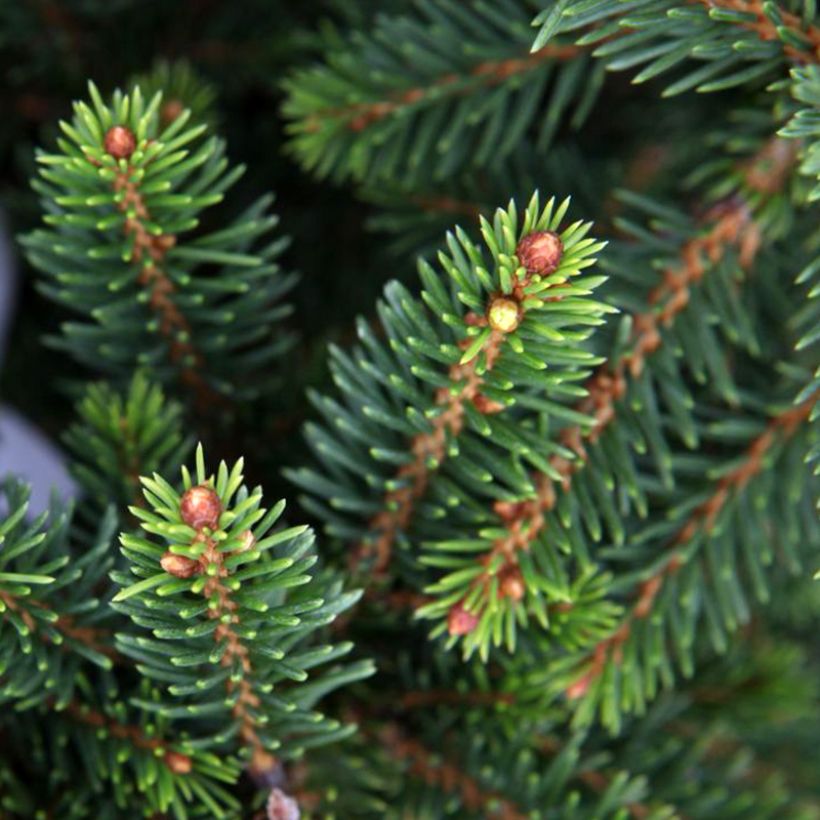 Picea abies Will's Zwerg - Épicéa commun (Foliage)
