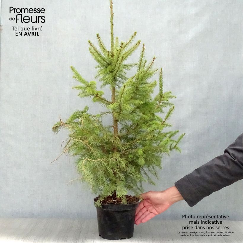 Example of Épicéa de Serbie Nana - Picea omorika Pot de 2L/3L as you get in printemps