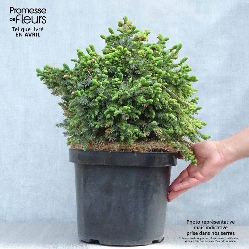 Example of Épicéa de Serbie Nana - Picea omorika Pot de 7,5L/10L as you get in printemps