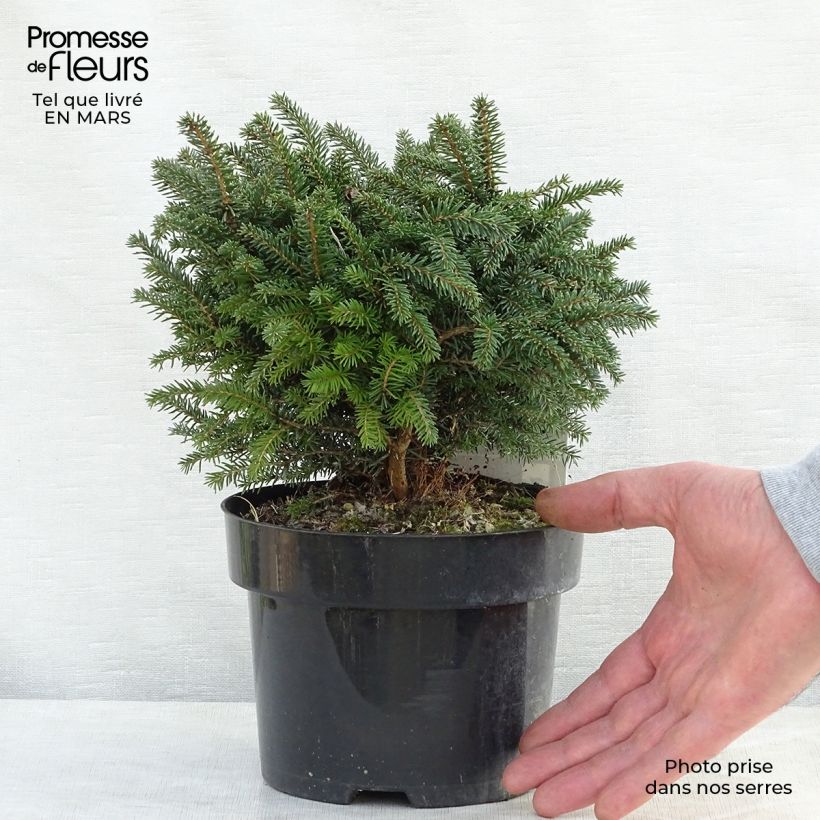 Spécimen de Epicea de Serbie - Picea omorika Karel                              Pot de 2L/3L tel que livré au printemps