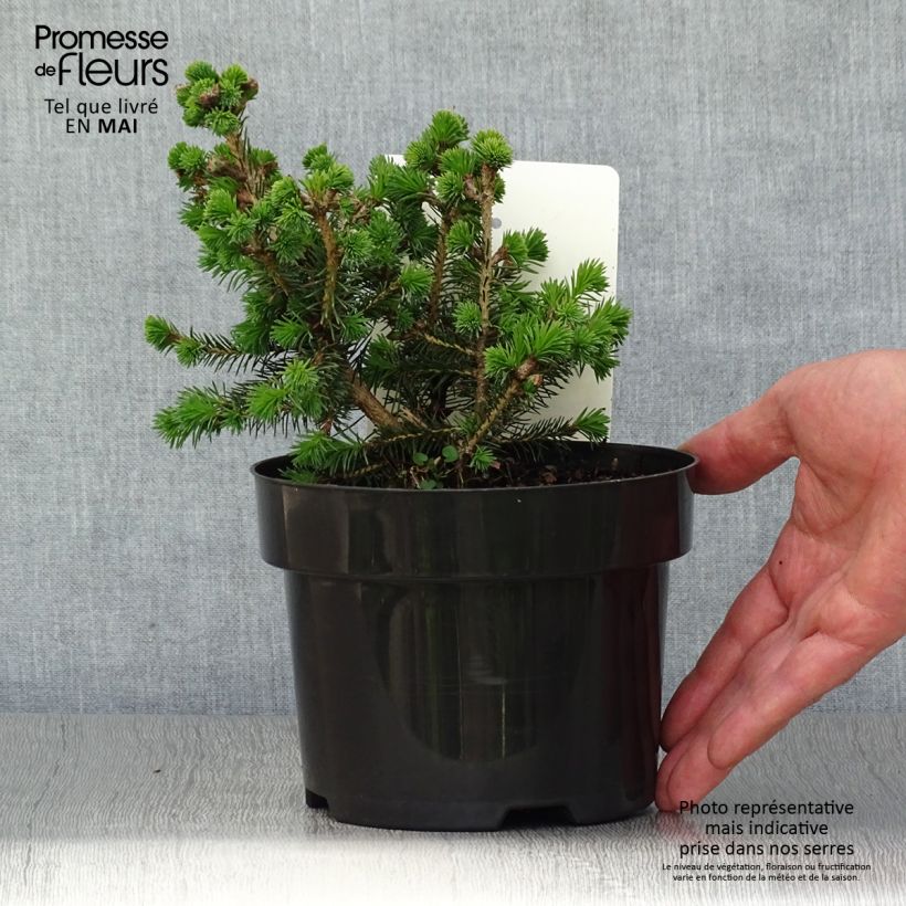 Spécimen de Épicéa de Sitka - Picea sitchensis Nana Pot de 2L/3L tel que livré au printemps