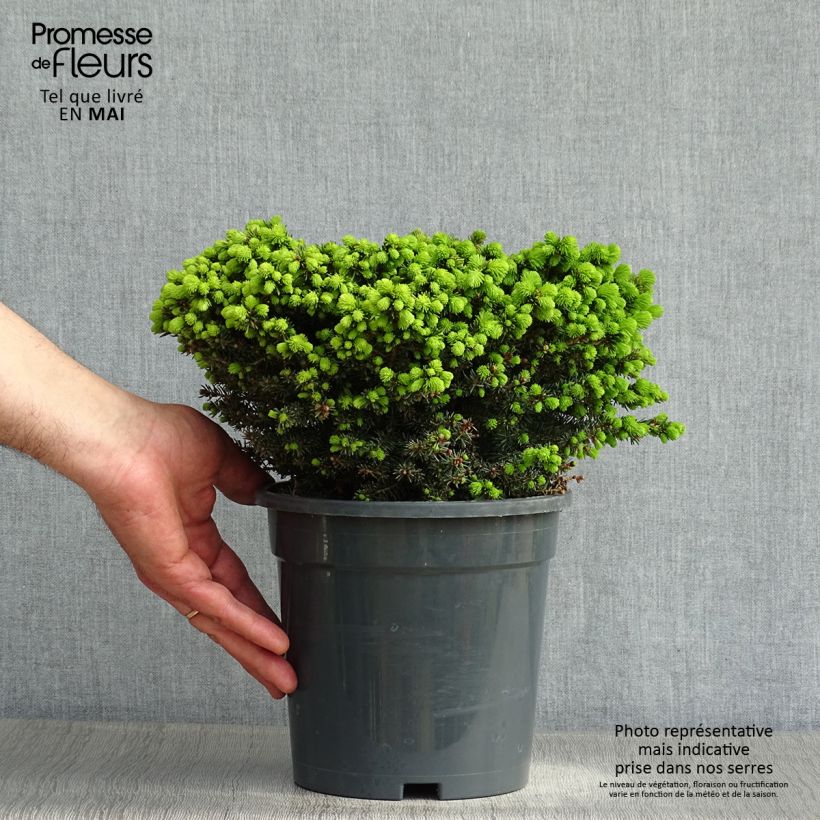 Example of Épicéa nain - Picea abies Little Gem  2L/3L                       Pot de 2L/3L as you get in printemps