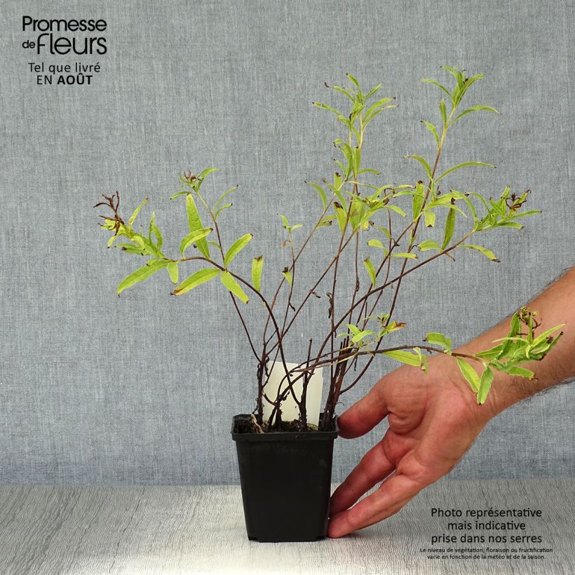 Spécimen de Epilobe blanche - Epilobium angustifolium album Godet de 8/9 cm tel que livré en été