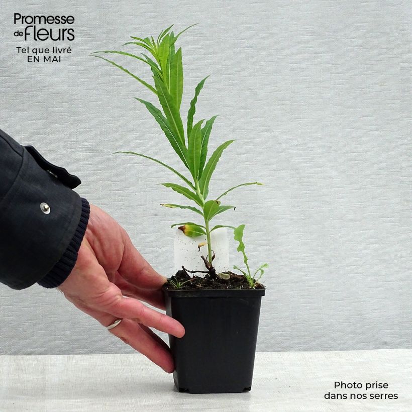 Spécimen de Epilobe blanche - Epilobium angustifolium album Godet de 8/9 cm tel que livré au printemps