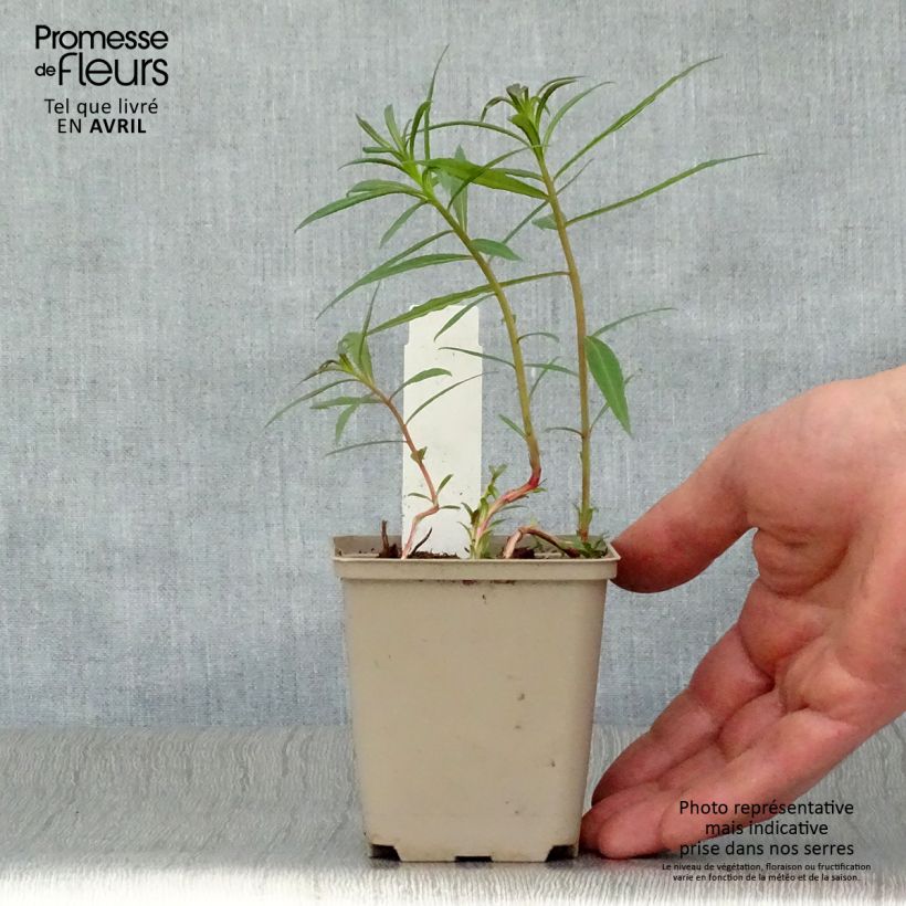 Spécimen de Epilobe rose, Epilobium angustifolium Stahl Rose Godet de 8/9 cm tel que livré au printemps