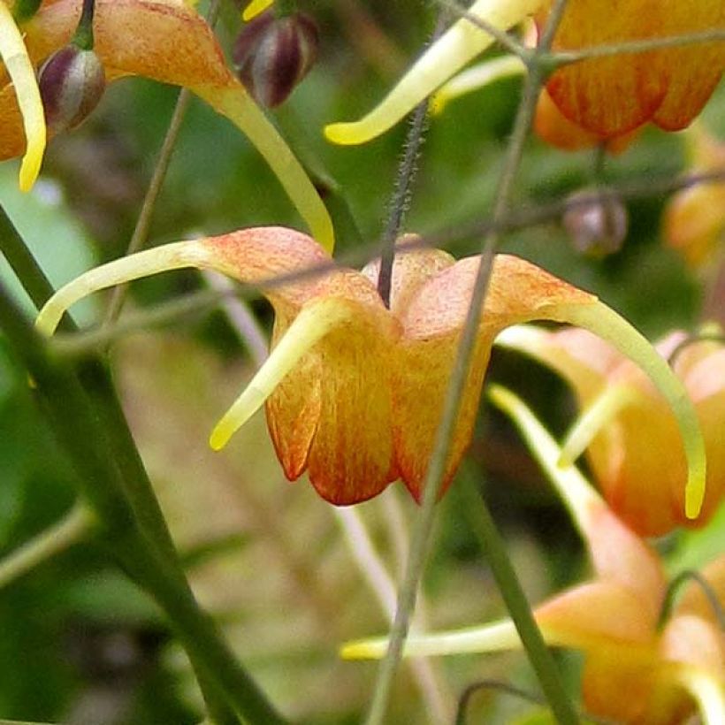 Fleur des Elfes - Epimedium Amber Queen (Flowering)