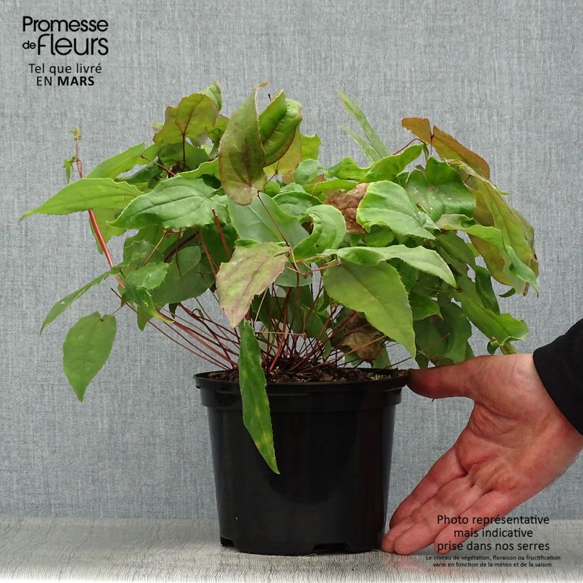 Example of Epimedium Elenwe - Fleurs des Elfes Pot de 1,5L/2L as you get in printemps