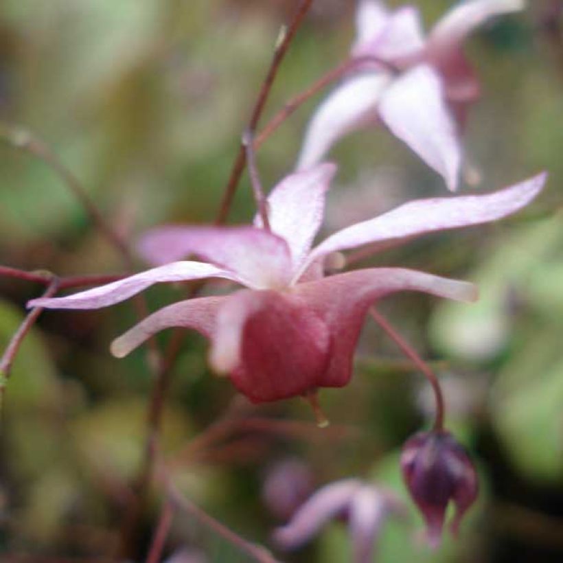 Epimedium hybride Pink Elf - Fleur des Elfes rose (Flowering)