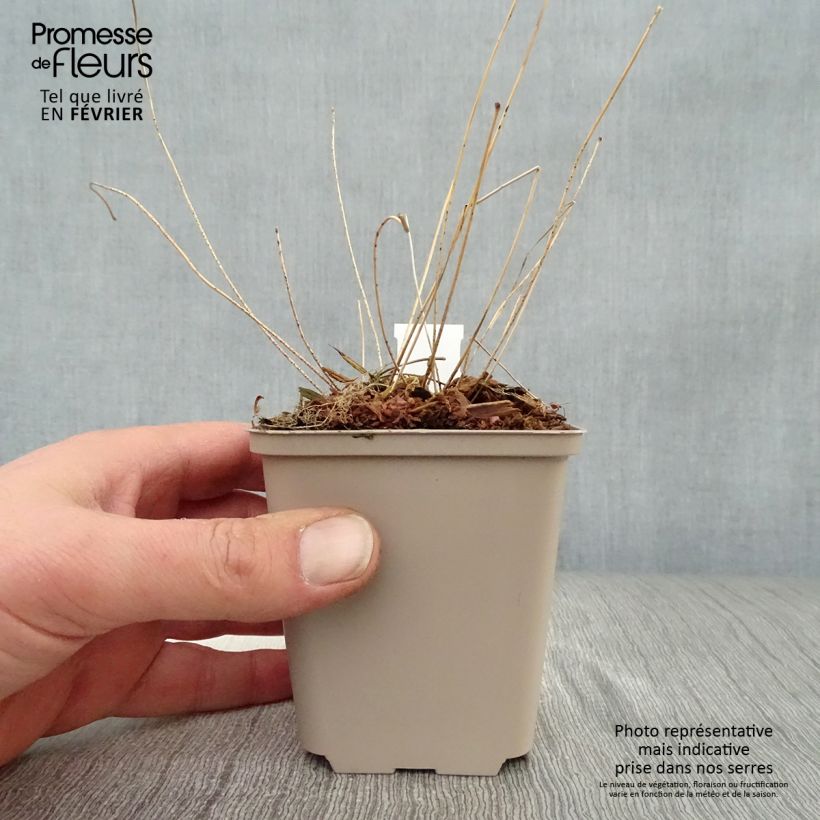 Example of Epimedium acuminatum, Fleur des elfes Godet de 8/9 cm as you get in hiver