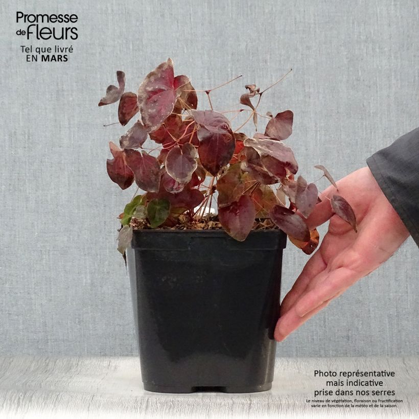 Example of Epimedium acuminatum, Fleur des elfes Pot de 2L/3L as you get in printemps