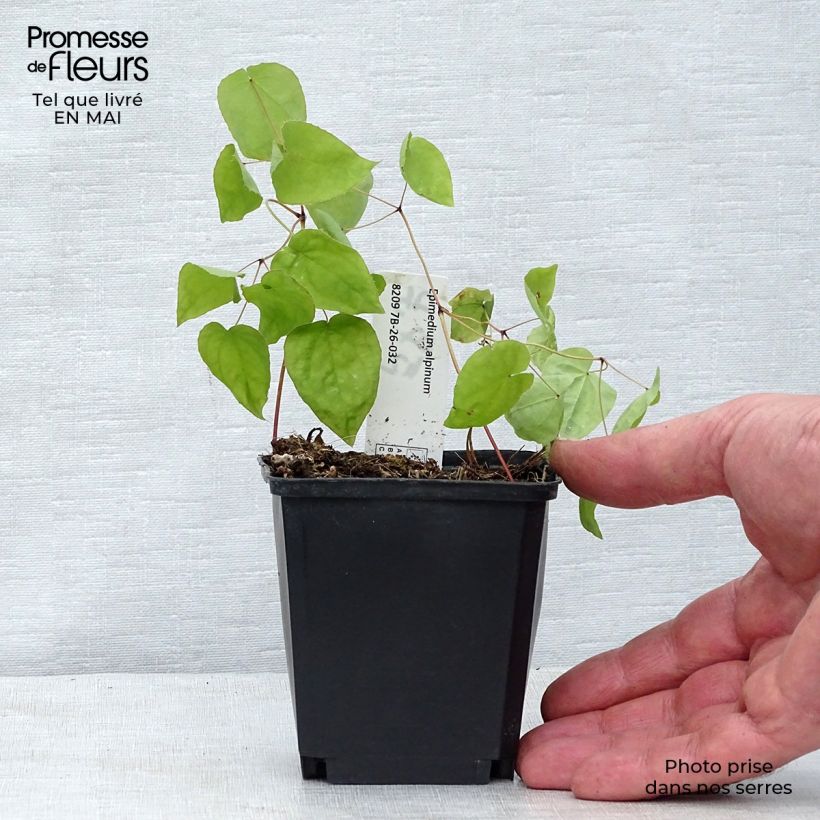 Spécimen de Epimedium alpinum - Fleur des elfes rouge et jaune Godet de 8/9 cm tel que livré au printemps